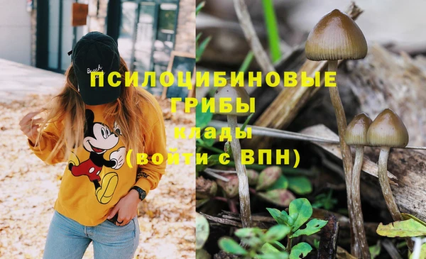ПСИЛОЦИБИНОВЫЕ ГРИБЫ Медвежьегорск
